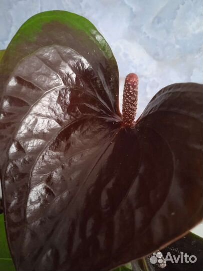 Антуриум Эссенция
