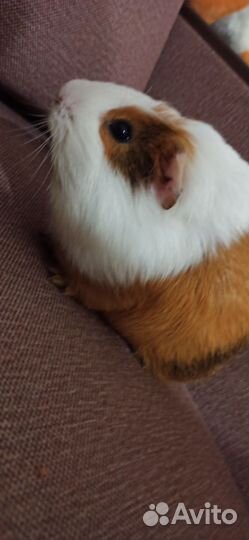 Морская свинка бесплатно