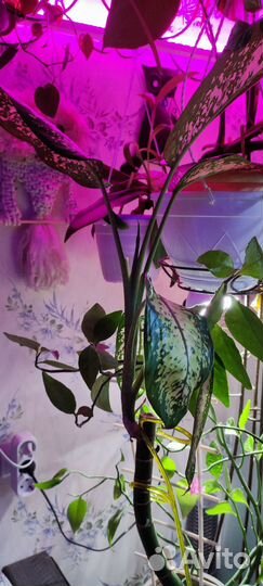 Комнатные растения