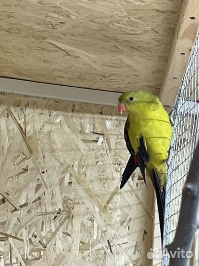 Попугай разных пород