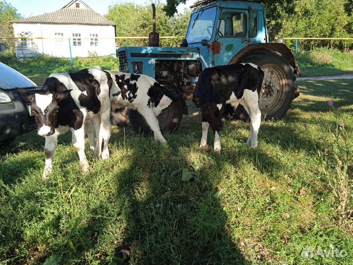 Телята Элитные