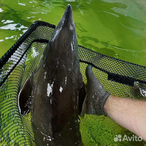 Живая рыба, царская