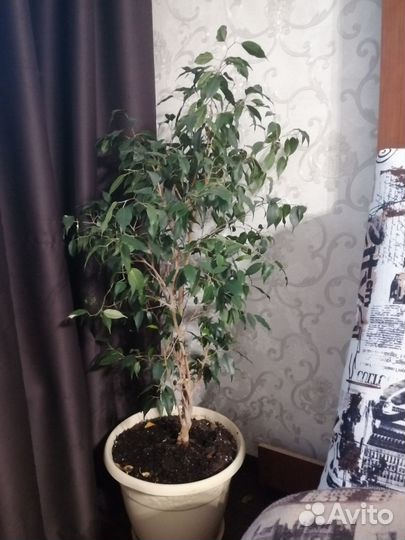 Фикус бенджамина