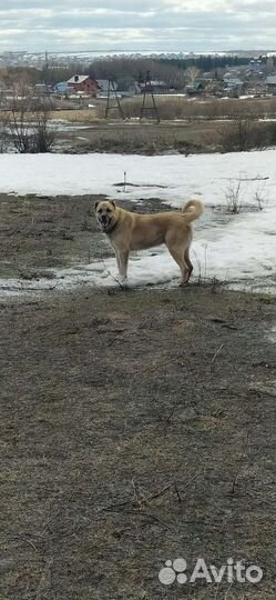 Вязка кангал