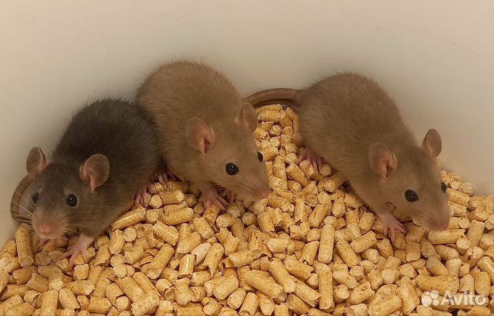 Крысята мальчики Дамбо и Стандарт,разные окрасы