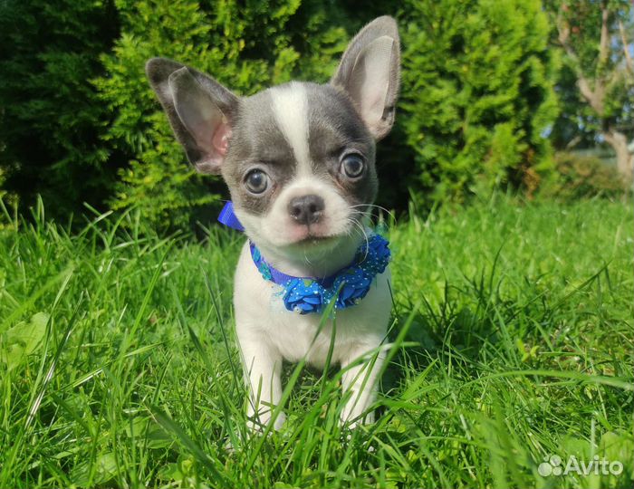 Голубые мальчики чихуахуа