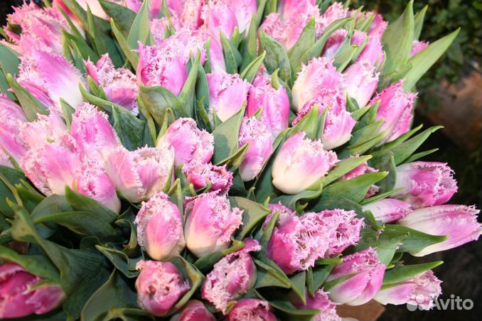 Тюльпаны букет опт