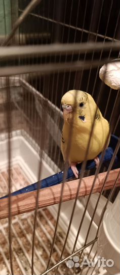 Волнистый попугай с клеткой