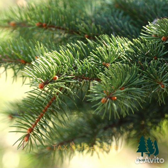 Ель живая 2,5м и др