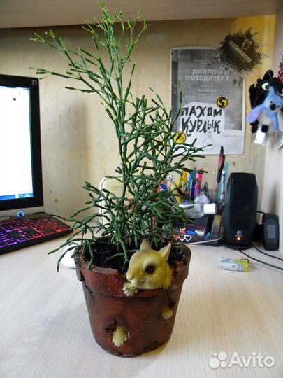 Хатиора саликорнеивидная (Hatiora salicornioide)