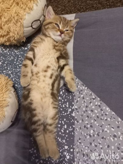 Шатланские котята