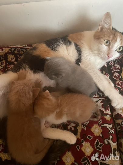 Котята в добрые руки