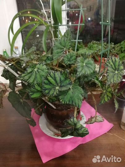 Бегония королевская