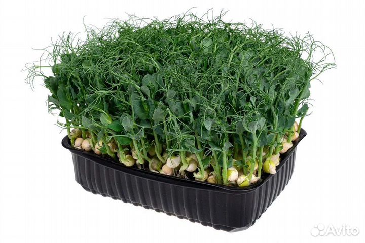 Микрозелень