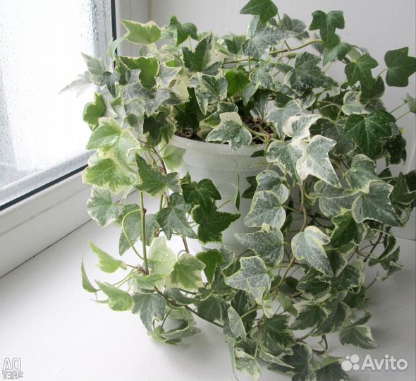 Плющ хедера