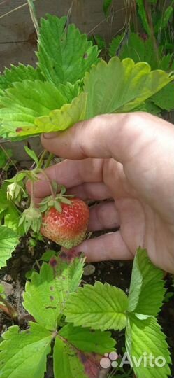 Рассада клубники