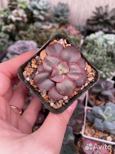 Суккуленты