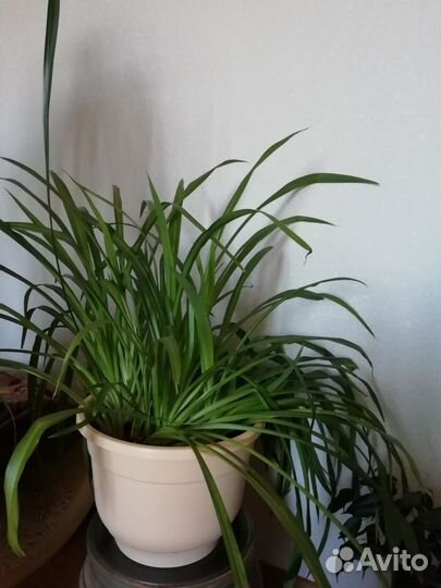 Комнатные цветы