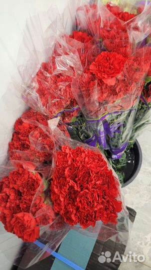 Гвоздика красная