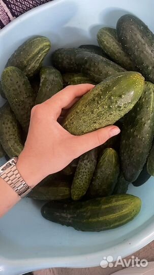 Домашние огурчики