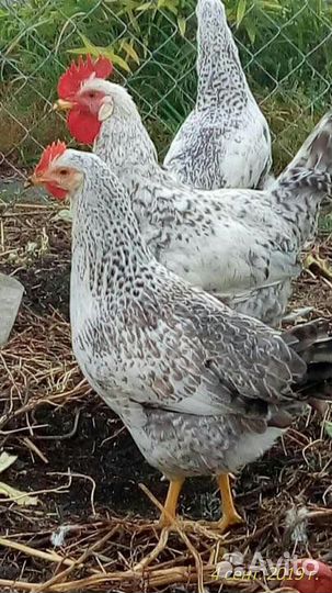 Инкубационное яйцо - Серебристый Леггорн