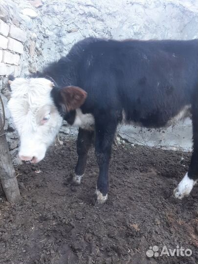 Бычки и быки