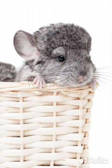 Питомник шиншилл подмосковье более 500 шиншилл