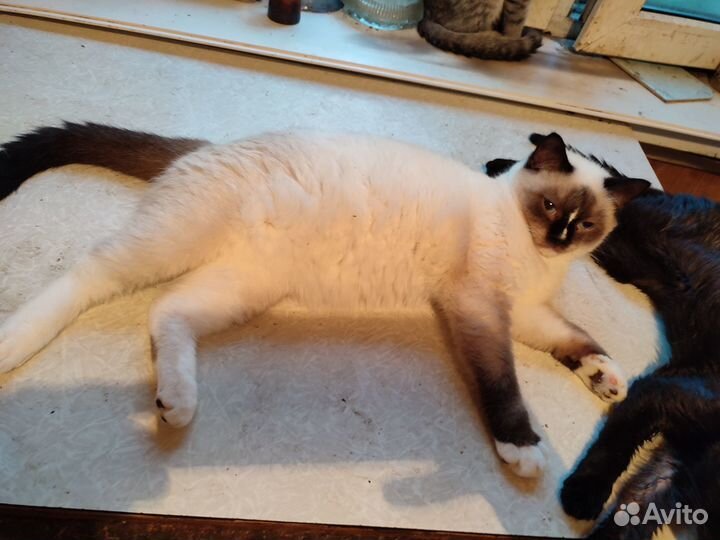 Коты кошки котята