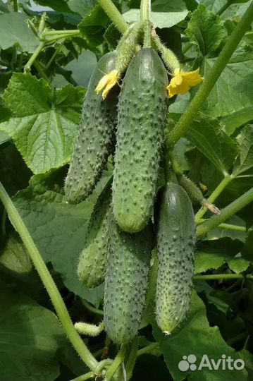Кураж F1 огурцы семена