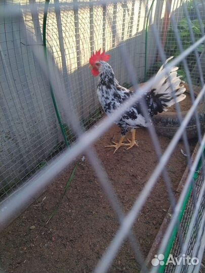 Петух Леггорн далматинец