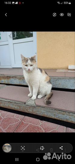 Котята в добрые руки бесплатно