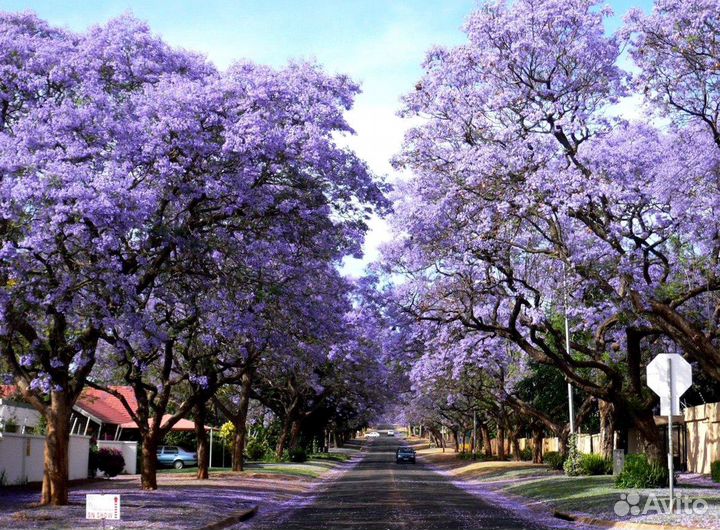 Павловния Войлочная, семена