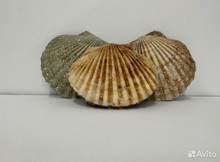 Морской гребешок, филе гребешка