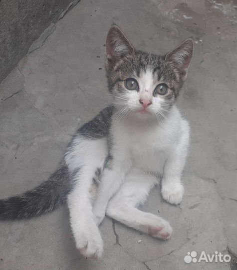 Котёнок в дар