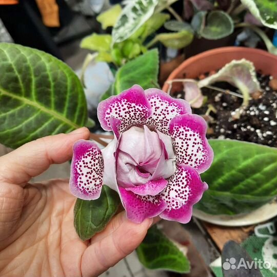 Махровые глоксинии