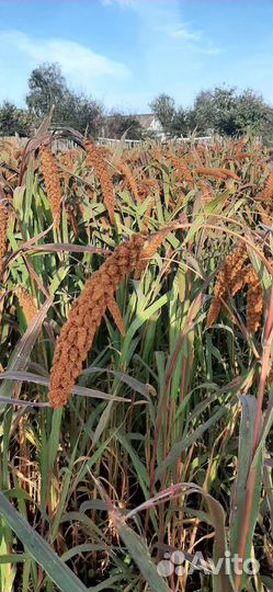 Чумизы колоски