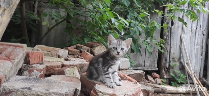 Котята в добрые руки