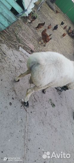 Баранчики на племя