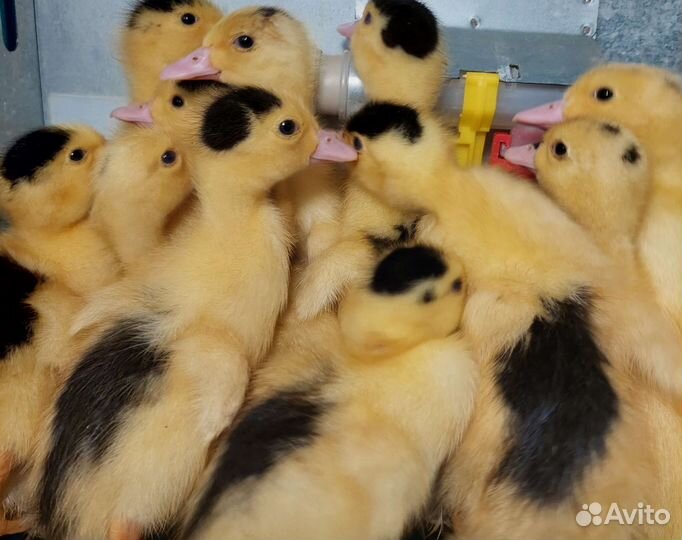 Утки королевские муларды