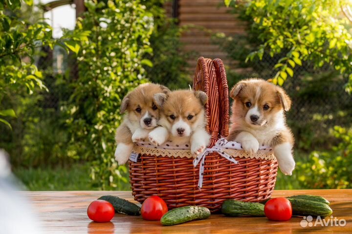Щенки корги