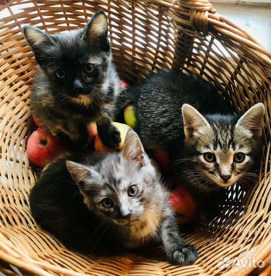 Котята, котёнок разные в добрые руки