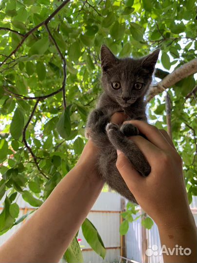 Отдам котенка в добрые руки