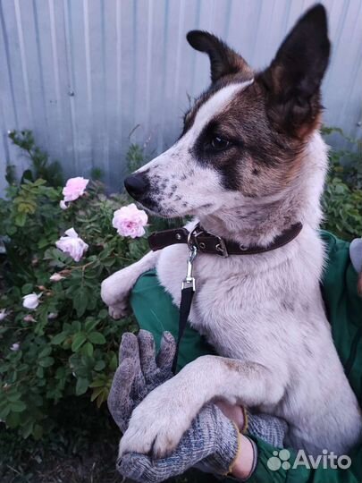 Щенок-подросток (стерил)