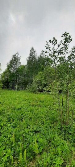 Участок 15 сот. (ИЖС)