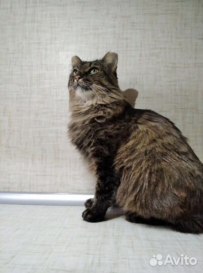 Кошка Виста