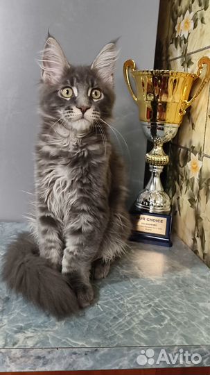 Котята Мейн-Кун из питомника Мальчик