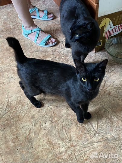 Кошки в добрые руки