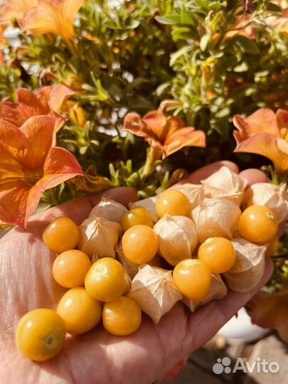 Семена физалиса