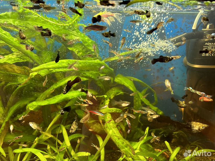 Аквариумные рыбки