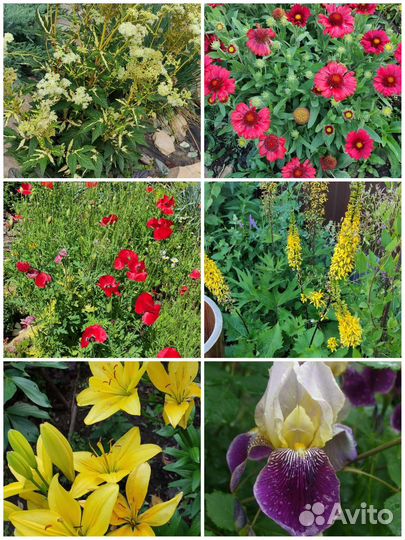 Растения для сада